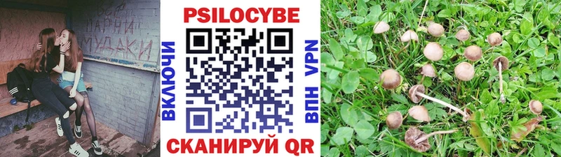 omg tor  дарнет шоп  Томск  Галлюциногенные грибы GOLDEN TEACHER 